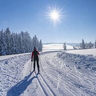 Levi Suites Levi Gold