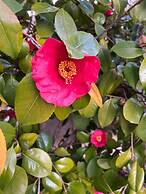 VISITAR BIOUCAS I - Casa Inteira Familiar e Grupo de Amigos