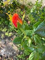 VISITAR BIOUCAS I - Casa Inteira Familiar e Grupo de Amigos