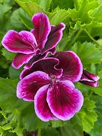 VISITAR BIOUCAS I - Casa Inteira Familiar e Grupo de Amigos