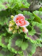 VISITAR BIOUCAS I - Casa Inteira Familiar e Grupo de Amigos