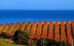 McLaren Vale Backpackers