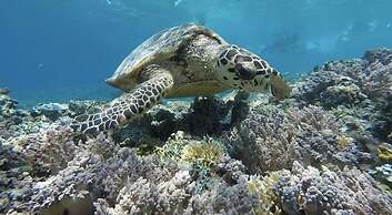 Kalua Boutique Bungalows