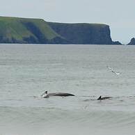 Edge of the Avalon Inn