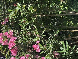 Kiraz Cicegi Butik Akyaka