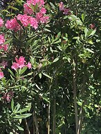 Kiraz Cicegi Butik Akyaka