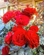 Cabañas El Refugio de Puelo