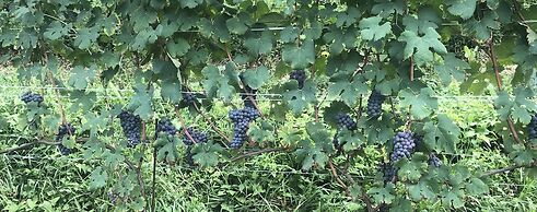 Cascina Bellonuovo - Agriturismo