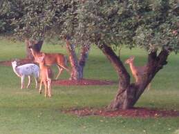 The Dominion House Bed & Breakfast