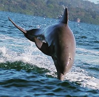 Dolphin Bay Hideaway