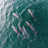 Dolphin Bay Hideaway