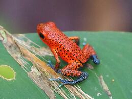 Dolphin Bay Hideaway