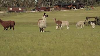 Cabañas Valle de los Ciervos