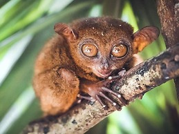 Villa Umi Panglao Resort