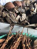 Murex Manado Dive Resort