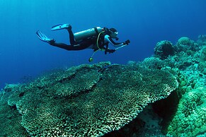 Murex Manado Dive Resort
