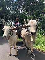 Murex Manado Dive Resort