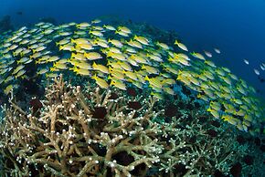 Murex Bangka Dive Resort