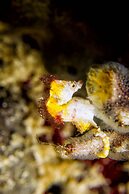 Murex Bangka Dive Resort