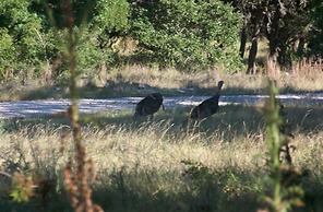 Breezy Hills Cottages