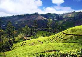 Sapu's Mountain Breeze