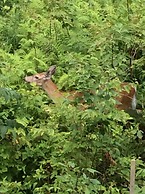 Bald Mountain House Inn at the Wolf Laurel Resort