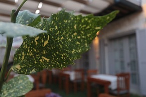 Alacati Cona Butik Otel