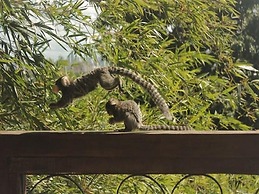 Pousada Villa Olinda