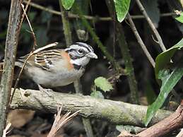 Hospedaje La Tierrita