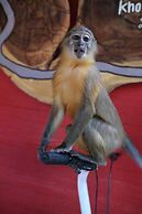 Himawari Restaurant & Cottage