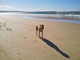 Beachcomber Pet Friendly