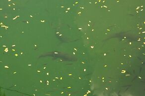 Jaisamand Island Resort