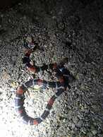 Grand Selva Lodge & Tours