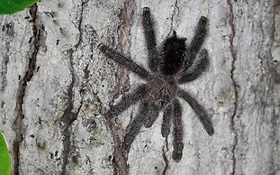 Grand Selva Lodge & Tours