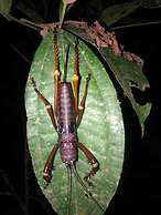 Grand Selva Lodge & Tours