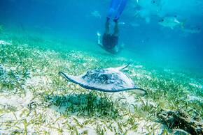 Mahogany Bay Resort & Beach Club, Curio Collection by Hilton