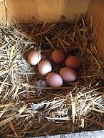 Elm Tree Farm Bed & Breakfast