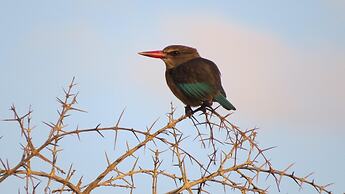 Burlington Bush Cottages