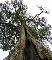 Burlington Bush Cottages