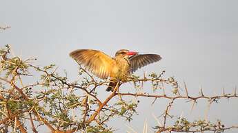 Burlington Bush Cottages