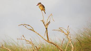 Burlington Bush Cottages