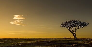 Burlington Bush Cottages