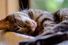 Yufuin Waraneko no Yado