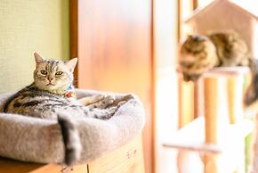 Yufuin Waraneko no Yado