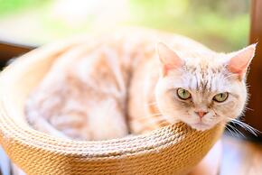 Yufuin Waraneko no Yado