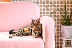 Yufuin Waraneko no Yado