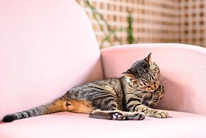 Yufuin Waraneko no Yado