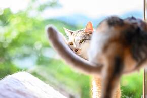 Yufuin Waraneko no Yado