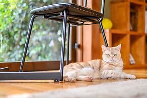 Yufuin Waraneko no Yado