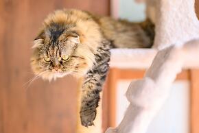 Yufuin Waraneko no Yado